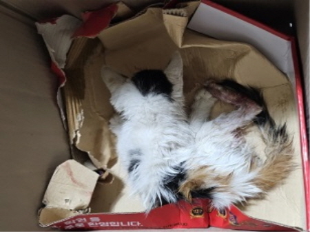 횡성유기동물보호센터_442426202300244