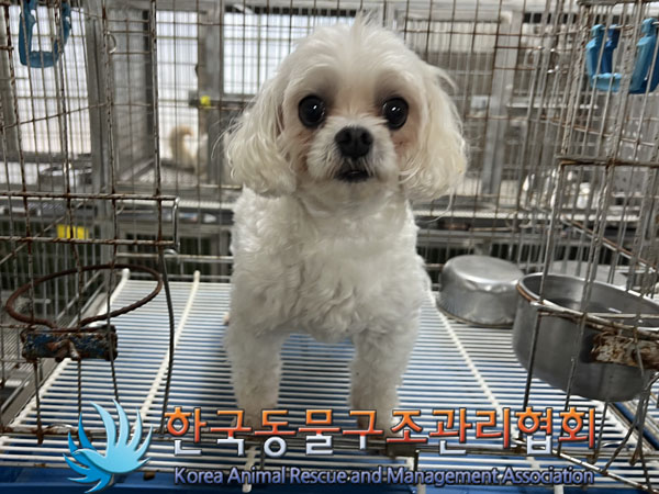 한국동물구조관리협회_441560202301015