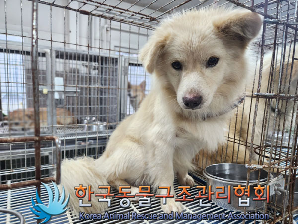 한국동물구조관리협회_441560202301018