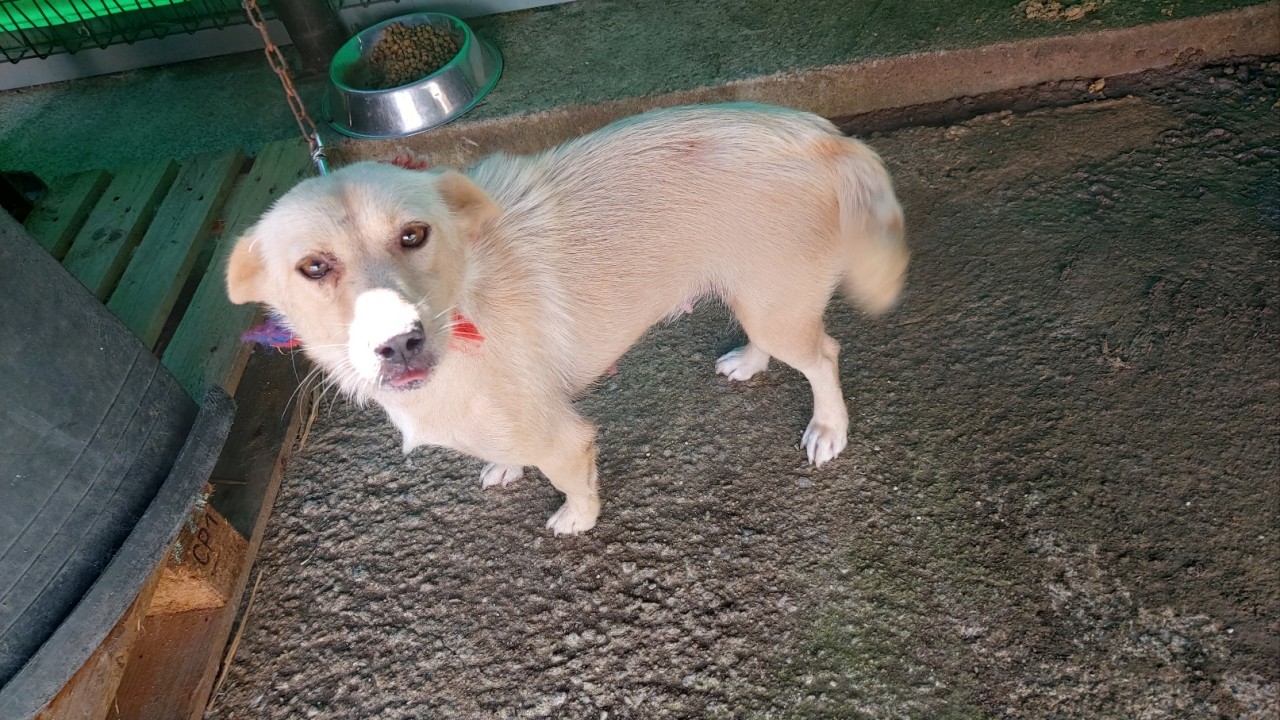 산청동물보호센터_448545202300171