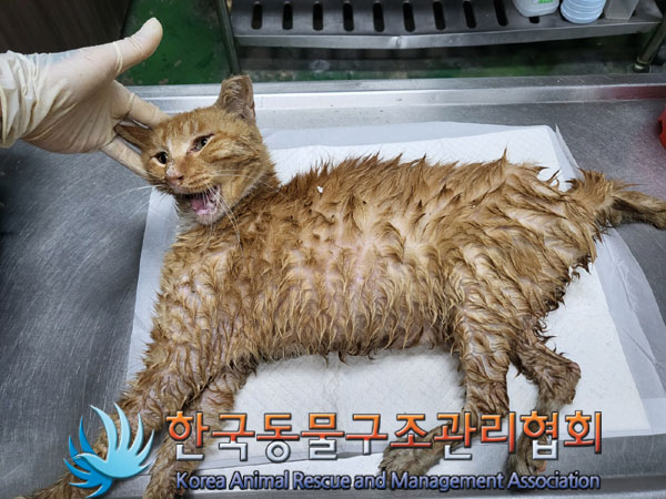 종료(자연사) 한국…