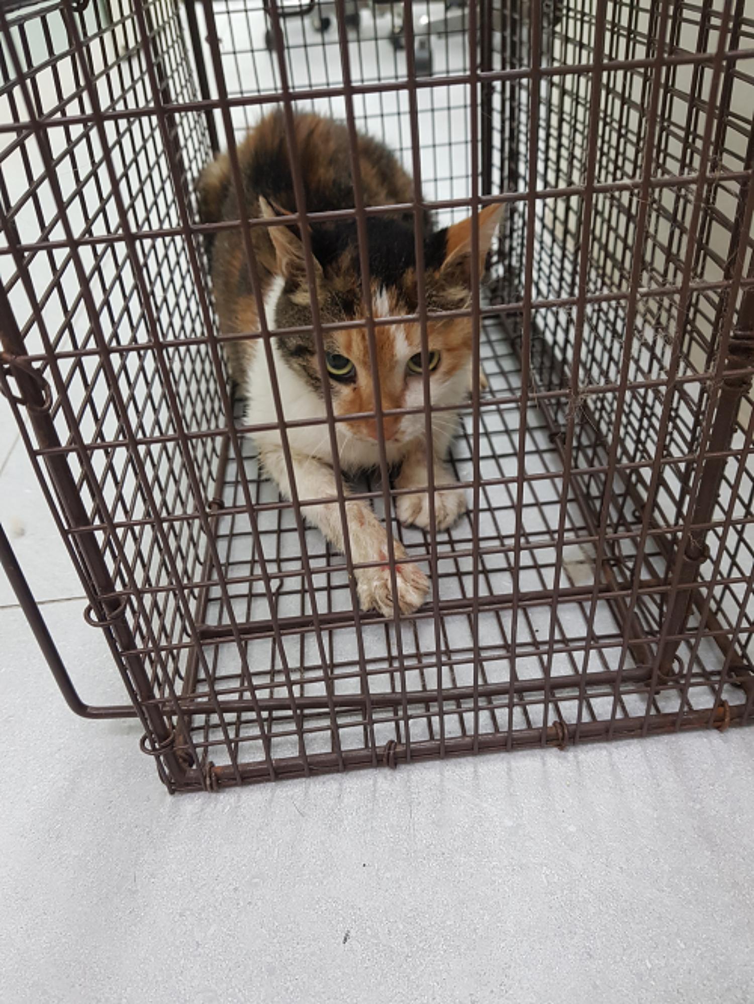보호중 한국 고양이…