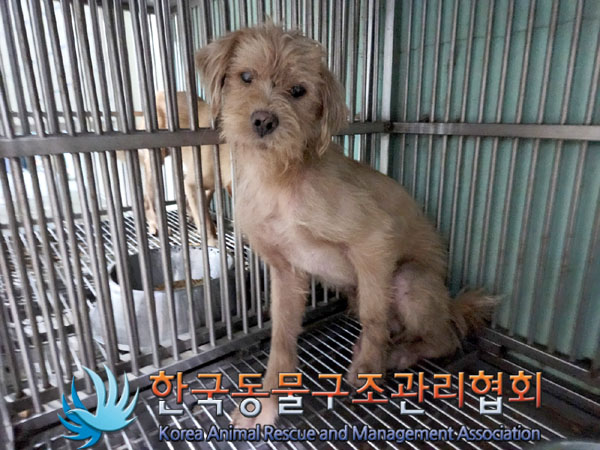 종료(안락사) 믹스…
