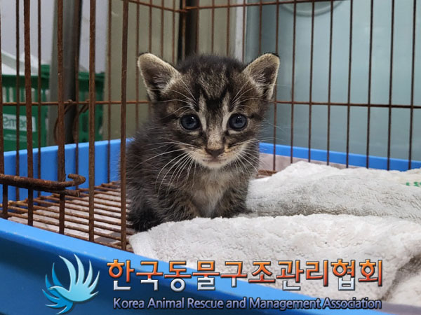 한국동물구조관리협회_411309202300355