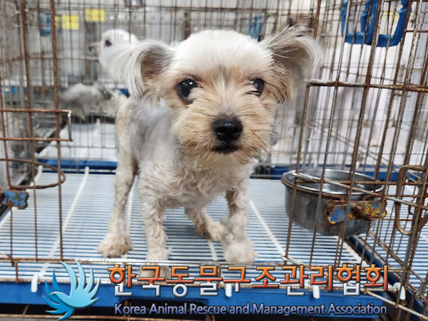 종료(반환) 요크셔…