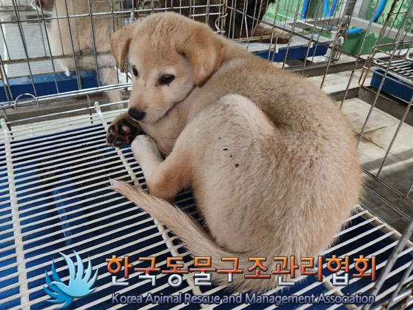 한국동물구조관리협회_441406202301197
