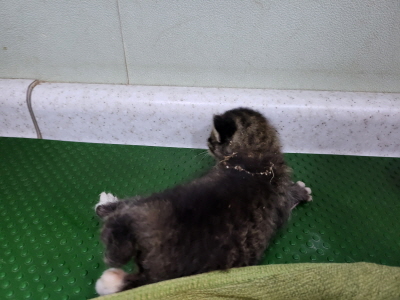 보호중 믹스묘의 가…