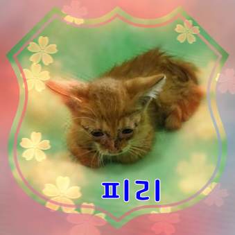 군산유기동물보호센터_445467202301773