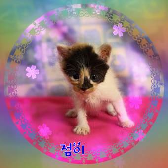 군산유기동물보호센터_445467202301772