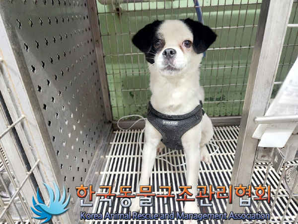 한국동물구조관리협회_411307202300322