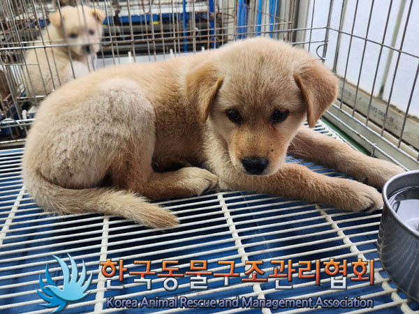 한국동물구조관리협회_441406202301195