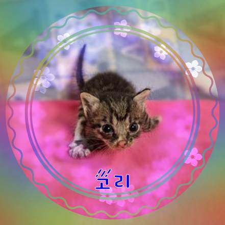 군산유기동물보호센터_445467202301771