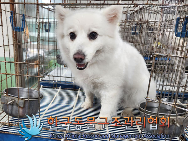 종료(반환) 스피츠…