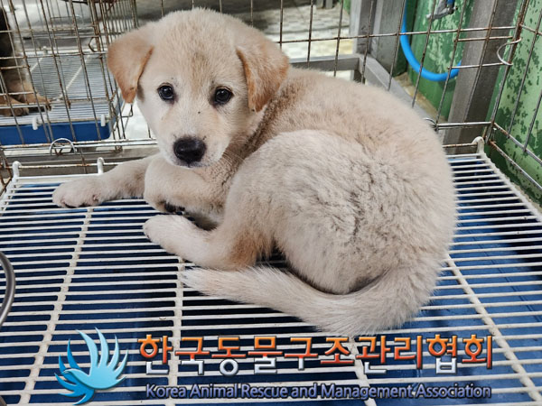 한국동물구조관리협회_441406202301196