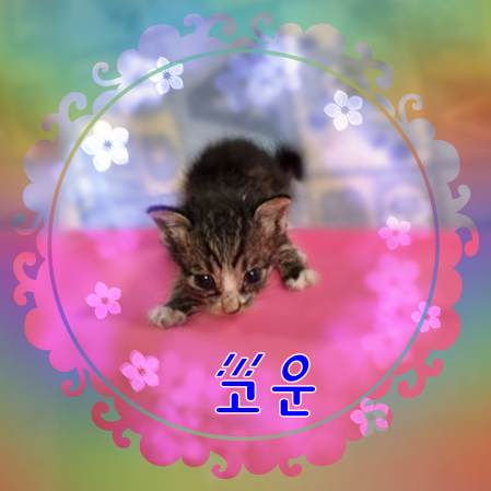 군산유기동물보호센터_445467202301770