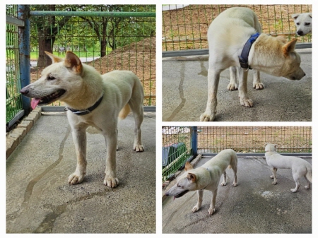 횡성유기동물보호센터_442426202300259