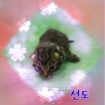군산유기동물보호센터_445467202301775