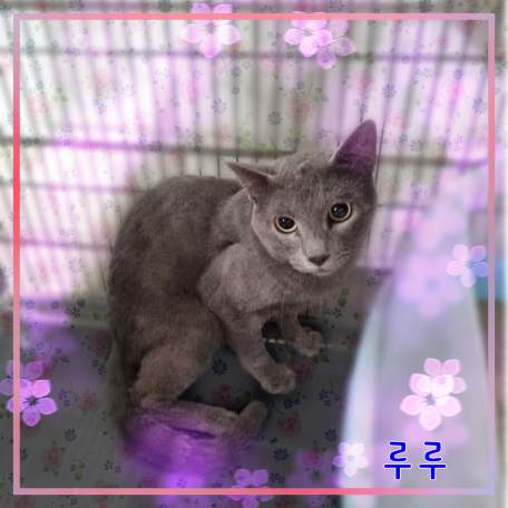 종료(입양) 러시안…