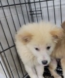 영천유기동물보호센터_447510202300336