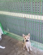 영천유기동물보호센터_447510202300335