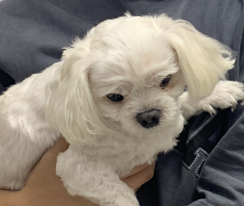 늘푸른동물병원_428354202301187