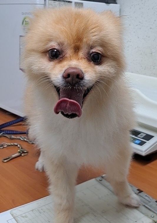 수원시 동물보호센터_441374202300903