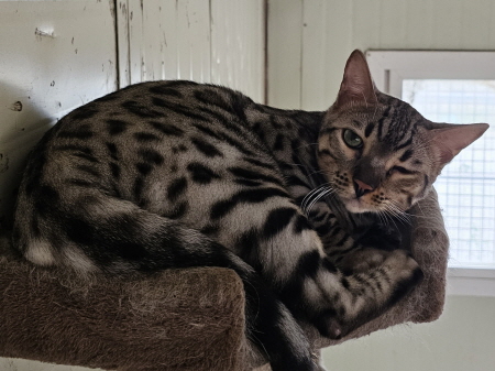 원주유기동물보호센터_442419202300506