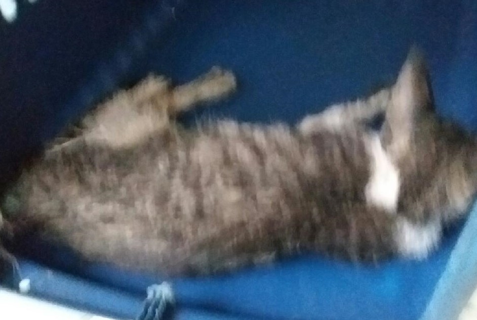 대구유기동물보호협회_427347202300778