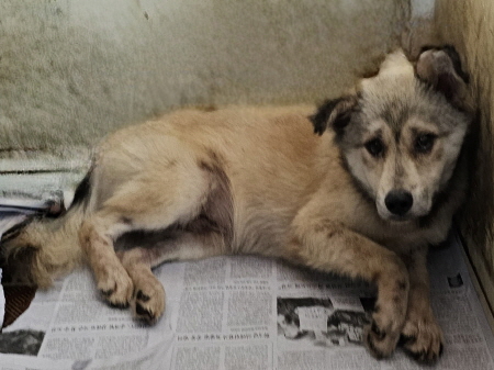 원주유기동물보호센터_442419202300500