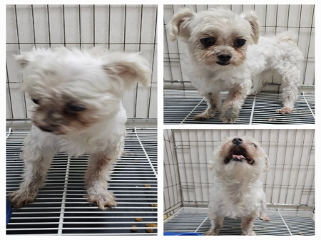 원주유기동물보호센터_442419202300512