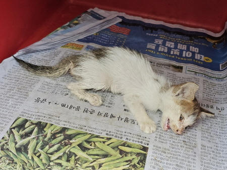원주유기동물보호센터_442419202300508
