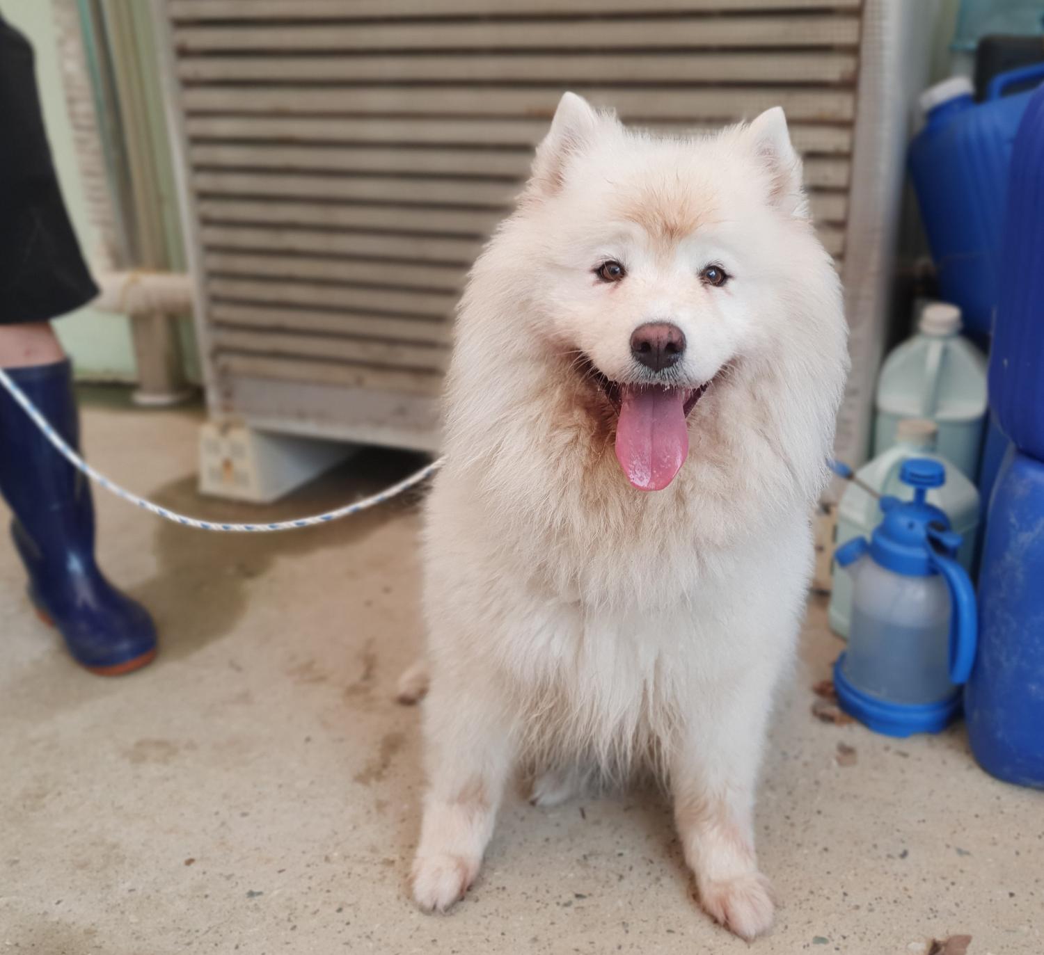 창원유기동물보호소_448567202301045
