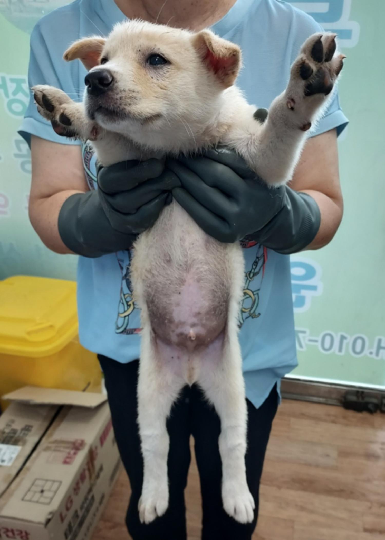 인월동물병원_445470202300680