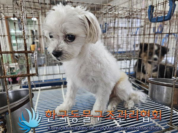 한국동물구조관리협회_441409202301350