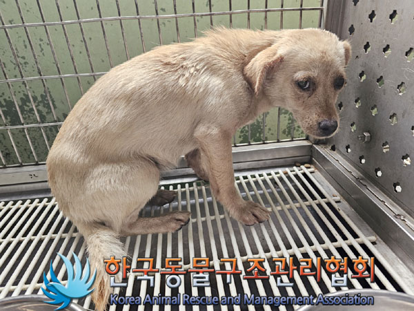한국동물구조관리협회_441414202300655