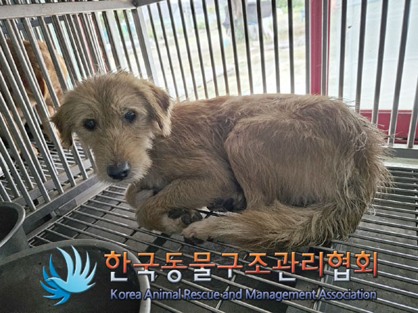 한국동물구조관리협회_441414202300660
