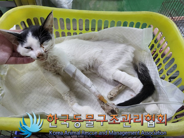 한국동물구조관리협회_441560202301020