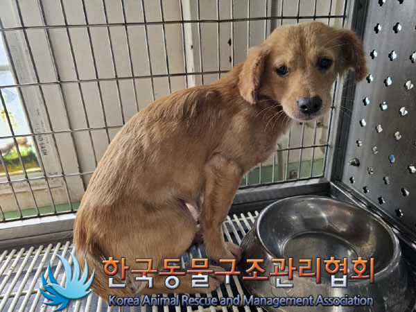 종료(안락사) 믹스…