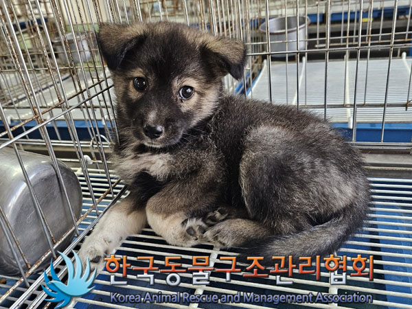 한국동물구조관리협회_441559202300882
