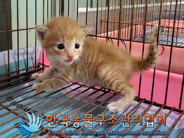 한국동물구조관리협회_441409202301351