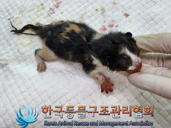 한국동물구조관리협회_441409202301353