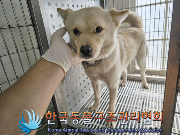 종료(안락사) 믹스…
