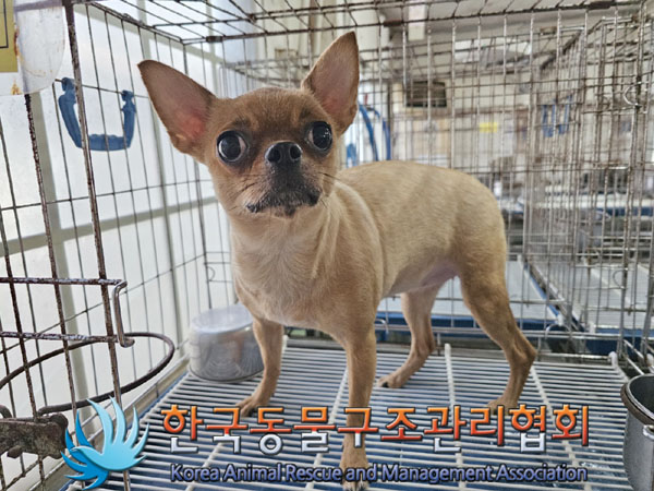 한국동물구조관리협회_411322202300536