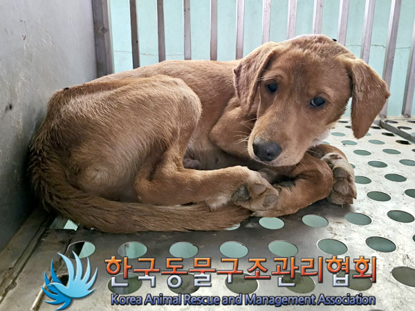 종료(안락사) 믹스…