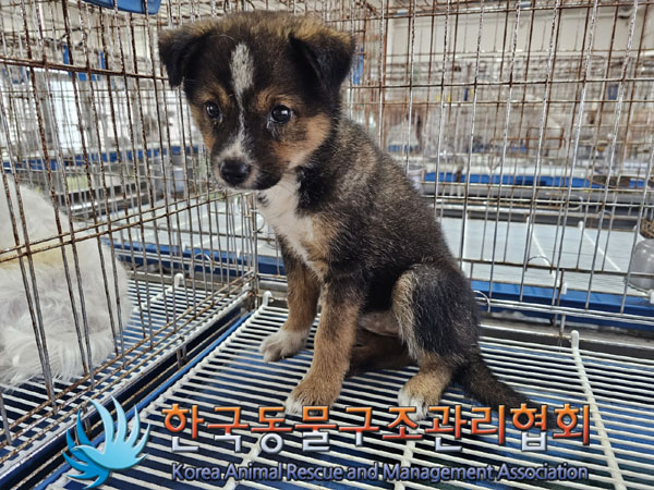 한국동물구조관리협회_441559202300881