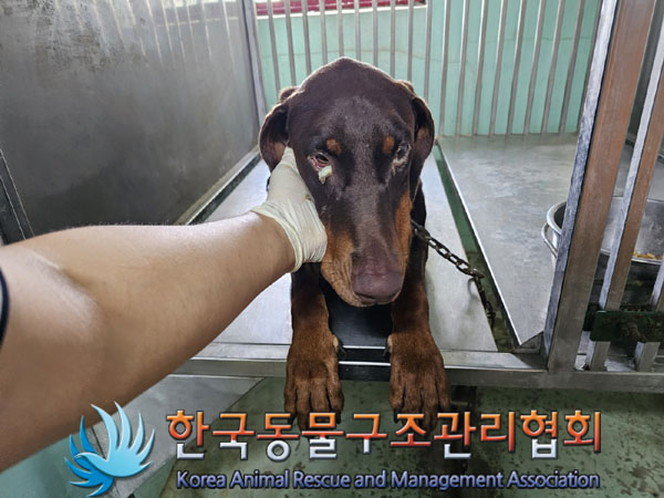 종료(입양) 도베르…
