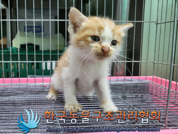 한국동물구조관리협회_441559202300884
