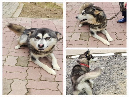 횡성유기동물보호센터_442426202300266