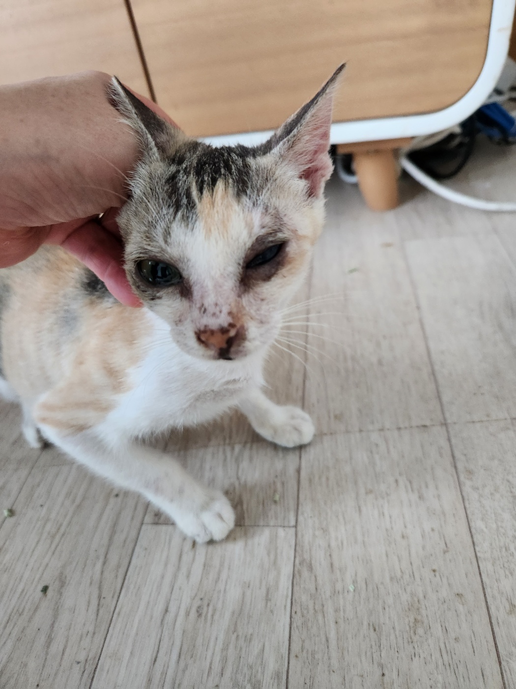 거제시유기동물보호소_448537202301046