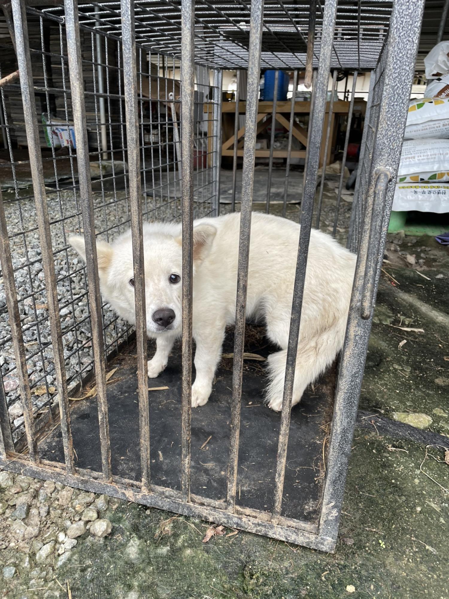 희망동물보호소_445478202300177